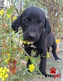 Ράτσα: Λαμπραντόρ - Labrador | Ηλικία: 2 μηνών | Φύλο: Θηλυκό | Αρ. Microchip: 0 | Ημίαιμο | Περιοχή: Γλυφάδα, Αττική