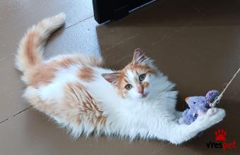 Ράτσα: Άγνωστο - Ημίαιμο | Ηλικία: 6 μηνών | Φύλο: Αρσενικό | Αρ. Microchip: 000000000000000000000 | Ημίαιμο | Περιοχή: Χαϊδάρι, Αττική