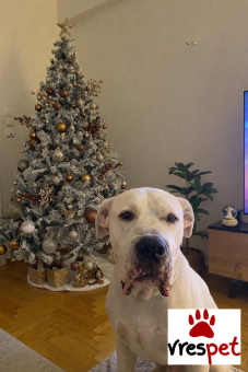 Ράτσα: Ντόγκο Αρζεντίνο - Dogo Argentino | Ηλικία: 5+ | Φύλο: Αρσενικό | Αρ. Microchip: . | Περιοχή: Αθήνα, Αττική