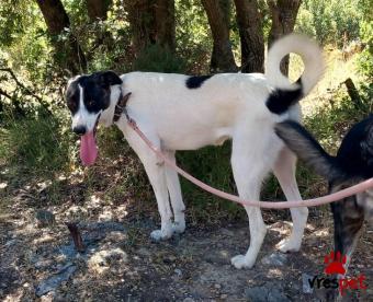 Ράτσα: Άγνωστο - Ημίαιμο | Ηλικία: 5 μηνών | Φύλο: Θηλυκό | Αρ. Microchip: 900263000583534 | Ημίαιμο | Περιοχή: Νεάπολη Συκεές, Θεσσαλονίκη