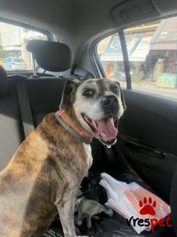 Ράτσα: Άγνωστο - Ημίαιμο | Ηλικία: 5+ | Φύλο: Θηλυκό | Αρ. Microchip: - | Περιοχή: Νέα Σμύρνη, Αττική