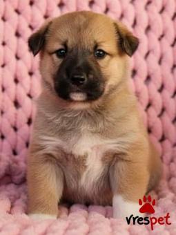 Ράτσα: Άγνωστο - Ημίαιμο | Ηλικία: 2 μηνών | Φύλο: Θηλυκό | Αρ. Microchip: 0000000 | Περιοχή: Κορδελιό Εύοσμος, Θεσσαλονίκη