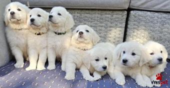 Ράτσα: Γκόλντεν Ριτρίβερ - Golden Retriever | Ηλικία: 3 μηνών | Φύλο: Θηλυκό | Αρ. Microchip: 547447846466 | Ιδιώτης | Pedigree | Περιοχή: Αθήνα, Αττική
