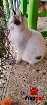 Ράτσα: Άγνωστο - Ημίαιμο | Ηλικία: 5 μηνών | Φύλο: Αρσενικό | Αρ. Microchip: 000000000000000000000 | Ημίαιμο | Περιοχή: Χαϊδάρι, Αττική