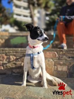 Ράτσα: Άγνωστο - Ημίαιμο | Ηλικία: 8 μηνών | Φύλο: Θηλυκό | Αρ. Microchip: - | Περιοχή: Νέα Σμύρνη, Αττική