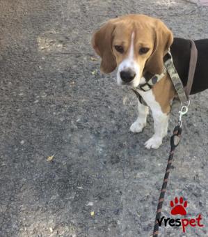 Ράτσα: Μπίγκλ - Beagle | Ηλικία: 5+ | Φύλο: Αρσενικό | Αρ. Microchip: 00 | Περιοχή: Μοσχάτο Ταύρος, Αττική