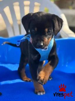 Ράτσα: Άγνωστο - Ημίαιμο | Ηλικία: 3 μηνών | Φύλο: Αρσενικό | Αρ. Microchip: - | Περιοχή: Κιλκίς, Μακεδονία