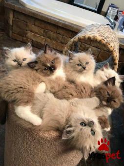 Ράτσα: Ράγκντολ | Ηλικία: 3 μηνών | Φύλο: Αρσενικό | Αρ. Microchip: 985167009734721 | Ιδιώτης | Pedigree | Περιοχή: Αθήνα, Αττική