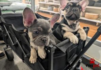 Ράτσα: Γαλλικό Μπουλντόγκ - Bulldog | Ηλικία: 3 μηνών | Φύλο: Αρσενικό | Αρ. Microchip: 9745867690226 | Ιδιώτης | Εκπαιδευμένο | Pedigree | Περιοχή: Αττική