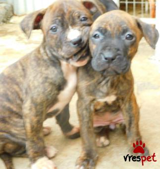 Ράτσα: Πίτ μπούλ - pitbull | Ηλικία: 3 μηνών | Φύλο: Θηλυκό | Αρ. Microchip: 000000000000000 | Περιοχή: Αιγιάλεια, Πελλοπόνησος