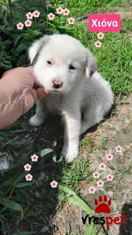 Ράτσα: Λαμπραντόρ - Labrador | Ηλικία: 2 μηνών | Φύλο: Θηλυκό | Αρ. Microchip: 9012362545478 | Ημίαιμο | Περιοχή: Λαυρεωτική, Αττική