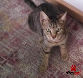 Ράτσα: Άγνωστο - Ημίαιμο | Ηλικία: 5 μηνών | Φύλο: Αρσενικό | Αρ. Microchip: 0 | Περιοχή: Πυλαία Χορτιάτης, Θεσσαλονίκη