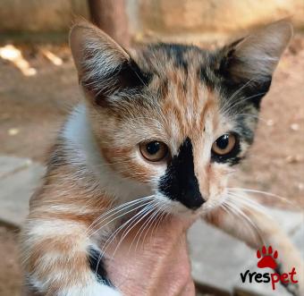 Ράτσα: Γάτα του Αιγαίου | Ηλικία: 2 μηνών | Φύλο: Θηλυκό | Αρ. Microchip: 00000000000 | Ιδιώτης | Περιοχή: Θεσσαλονίκη, Θεσσαλονίκη