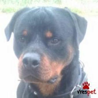 Ράτσα: Ροτβάϊλερ - Rottweiler | Ηλικία: 5+ | Φύλο: Αρσενικό | Αρ. Microchip: 941000013617458 | Ιδιώτης | Εκπαιδευμένο | Περιοχή: Θερμαϊκός, Θεσσαλονίκη