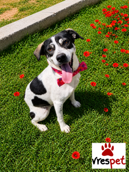 Ράτσα: Πίτ μπούλ - pitbull | Ηλικία: 5+ | Φύλο: Θηλυκό | Αρ. Microchip: 0 | Ημίαιμο | Περιοχή: Γλυφάδα, Αττική
