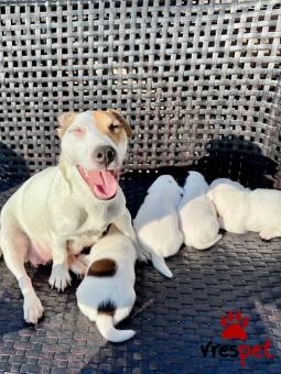 Ράτσα: Ακίτα Γιαπωνέζικος - Akita inu | Ηλικία: 2,5 μηνών | Φύλο: Αρσενικό | Αρ. Microchip: 985113009732121 | Ιδιώτης | Εκπαιδευμένο | Pedigree | Περιοχή: Αθήνα, Αττική