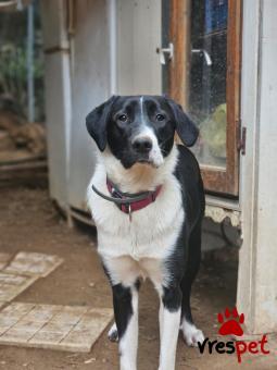 Ράτσα: Άγνωστο - Ημίαιμο | Ηλικία: 1 έτους | Φύλο: Θηλυκό | Αρ. Microchip: - | Περιοχή: Νέα Σμύρνη, Αττική