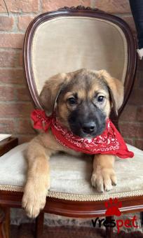 Ράτσα: Γερμανικός ποιμενικός Αλσατίας | Ηλικία: 3 μηνών | Φύλο: Αρσενικό | Αρ. Microchip: 0 | Ημίαιμο | Περιοχή: Γλυφάδα, Αττική