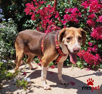 Ράτσα: Μπίγκλ - Beagle | Ηλικία: 5+ | Φύλο: Θηλυκό | Αρ. Microchip: 0 | Ημίαιμο | Περιοχή: Γλυφάδα, Αττική