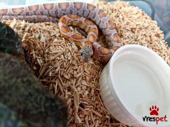 Είδος: Φίδι | Περιοχή: Νέα Σμύρνη, Αττική