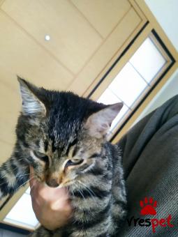 Ράτσα: Άγνωστο - Ημίαιμο | Ηλικία: 2,5 μηνών | Φύλο: Αρσενικό | Αρ. Microchip: δεν έχει | Ημίαιμο | Περιοχή: Νέα Ιωνία, Θεσσαλία