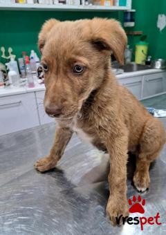 Ράτσα: Άγνωστο - Ημίαιμο | Ηλικία: 3 μηνών | Φύλο: Αρσενικό | Αρ. Microchip: 0 | Ημίαιμο | Περιοχή: Γλυφάδα, Αττική