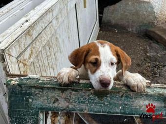 Ράτσα: Άγνωστο - Ημίαιμο | Ηλικία: 3 μηνών | Φύλο: Αρσενικό | Αρ. Microchip: - | Περιοχή: Νέα Σμύρνη, Αττική