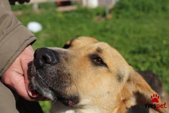 Ράτσα: Άγνωστο - Ημίαιμο | Ηλικία: 2 ετών | Φύλο: Αρσενικό | Αρ. Microchip: 000000000000000000000 | Ημίαιμο | Περιοχή: Χαϊδάρι, Αττική