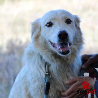 Ράτσα: Άγνωστο - Ημίαιμο | Ηλικία: 3 ετών | Φύλο: Θηλυκό | Αρ. Microchip: 00000000000000 | Ημίαιμο | Περιοχή: Νεάπολη Συκεές, Θεσσαλονίκη