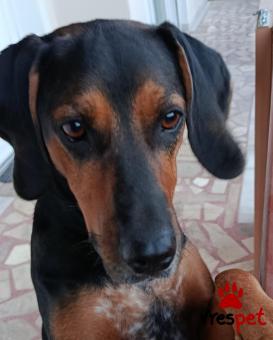 Ράτσα: Άγνωστο - Ημίαιμο | Ηλικία: 2 ετών | Φύλο: Θηλυκό | Αρ. Microchip: 900233004303778 | Περιοχή: Θέρμη, Θεσσαλονίκη