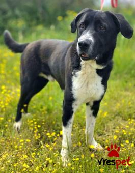 Ράτσα: Πίτ μπούλ - pitbull | Ηλικία: 3 ετών | Φύλο: Αρσενικό | Αρ. Microchip: 0 | Ημίαιμο | Περιοχή: Γλυφάδα, Αττική