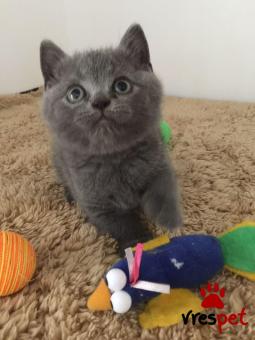 Ράτσα: Βρετανική Κοντότριχη | Ηλικία: 3 μηνών | Φύλο: Θηλυκό | Αρ. Microchip: 901038003082082 | Ιδιώτης | Pedigree | Περιοχή: Αθήνα, Αττική