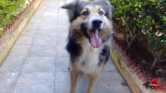 Ράτσα: Κόλι - Collie | Ηλικία: 2 ετών | Φύλο: Αρσενικό | Αρ. Microchip: 000000000000000 | Περιοχή: Κόρινθος, Πελλοπόνησος