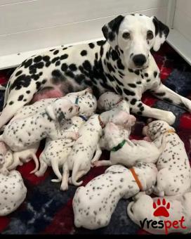 Ράτσα: Δαλματίας - Dalmatian | Ηλικία: 2,5 μηνών | Φύλο: Αρσενικό | Αρ. Microchip: 985113229734721 | Ιδιώτης | Εκπαιδευμένο | Pedigree | Περιοχή: Αθήνα, Αττική