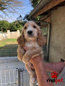 Ράτσα: Κόκερ Σπάνιελ - Cockerspaniel | Ηλικία: 3 μηνών | Φύλο: Αρσενικό | Αρ. Microchip: 947113009734721 | Ιδιώτης | Εκπαιδευμένο | Pedigree | Περιοχή: Αθήνα, Αττική