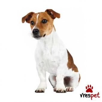 Ράτσα: Τζακ Ράσελ Τεριέ - Jack Russell Terrier | Ηλικία: Άγνωστο | Φύλο: Αρσενικό | Αρ. Microchip: 000000000 | Ιδιώτης | Χάθηκε | Περιοχή: Χανιά, Κρήτη