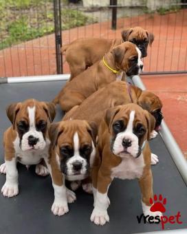 Ράτσα: Μπόξερ - Boxer | Ηλικία: 2 μηνών | Φύλο: Θηλυκό | Αρ. Microchip: 985113009735121 | Ιδιώτης | Εκπαιδευμένο | Pedigree | Περιοχή: Αθήνα, Αττική