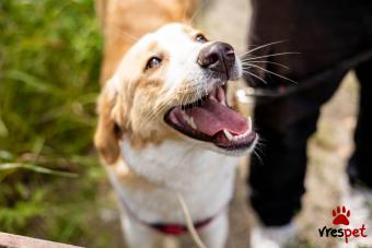 Ράτσα: Λαμπραντόρ - Labrador | Ηλικία: 1 έτους | Φύλο: Θηλυκό | Αρ. Microchip: 000000000000 | Περιοχή: Θερμαϊκός, Θεσσαλονίκη