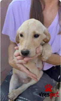 Ράτσα: Άγνωστο - Ημίαιμο | Ηλικία: 3 μηνών | Φύλο: Αρσενικό | Αρ. Microchip: 000000000000008 | Περιοχή: Καλύβια Θορικού, Αττική