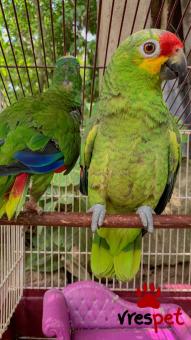 Είδος: Παπαγάλοι | Ιδιώτης | Περιοχή: Αθήνα, Αττική