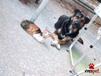 Ράτσα: Άγνωστο - Ημίαιμο | Ηλικία: 2 ετών | Φύλο: Αρσενικό | Αρ. Microchip: 990000012376512 | Περιοχή: Πελλοπόνησος