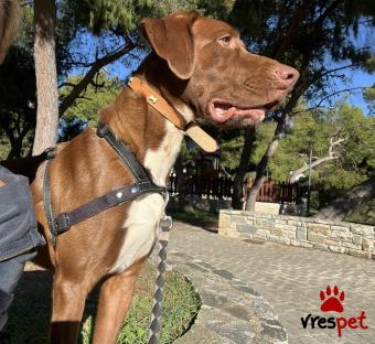 Ράτσα: Άγνωστο - Ημίαιμο | Ηλικία: 1 έτους | Φύλο: Αρσενικό | Αρ. Microchip: 00000000000 | Ημίαιμο | Περιοχή: Πεντέλη, Αττική