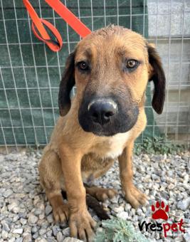 Ράτσα: Μαστίφ Ναπολιτάνο - Mastiff Napolitano | Ηλικία: 5 μηνών | Φύλο: Αρσενικό | Αρ. Microchip: 0 | Ημίαιμο | Περιοχή: Γλυφάδα, Αττική