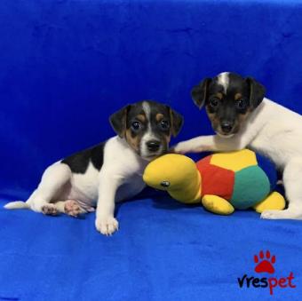 Ράτσα: Τζακ Ράσελ Τεριέ - Jack Russell Terrier | Ηλικία: 2 μηνών | Φύλο: Αρσενικό | Αρ. Microchip: 941000011449195 | Ιδιώτης | Περιοχή: Καλαμαριά, Θεσσαλονίκη