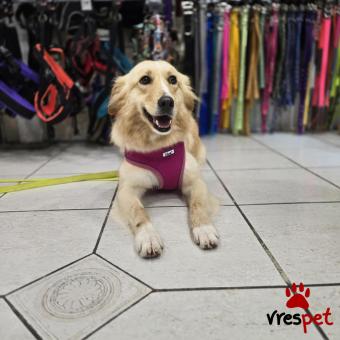 Ράτσα: Άγνωστο - Ημίαιμο | Ηλικία: 2 ετών | Φύλο: Θηλυκό | Αρ. Microchip: 999999999 | Ημίαιμο | Περιοχή: Νέα Σμύρνη, Αττική