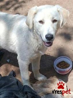 Ράτσα: Άγνωστο - Ημίαιμο | Ηλικία: 6 μηνών | Φύλο: Θηλυκό | Αρ. Microchip: 0000000 | Περιοχή: Κορδελιό Εύοσμος, Θεσσαλονίκη