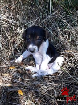 Ράτσα: Μπίγκλ - Beagle | Ηλικία: 2 μηνών | Φύλο: Θηλυκό | Αρ. Microchip: 558941000022258 | Ημίαιμο | Περιοχή: Αγιά, Θεσσαλία
