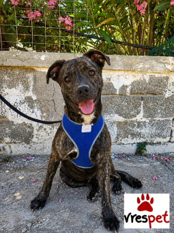 Ράτσα: Πίτ μπούλ - pitbull | Ηλικία: 1 έτους | Φύλο: Αρσενικό | Αρ. Microchip: 0 | Ημίαιμο | Περιοχή: Γλυφάδα, Αττική