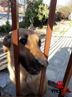 Ράτσα: Άγνωστο - Ημίαιμο | Ηλικία: 1 έτους | Φύλο: Θηλυκό | Αρ. Microchip: 0 | Ιδιώτης | Ημίαιμο | Περιοχή: Θέρμη, Θεσσαλονίκη