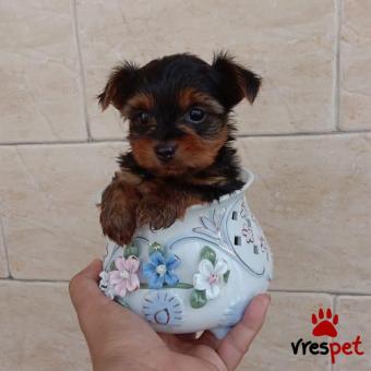 Ράτσα: Γιόρκσάϊρ τεριέ - Yorkshire Terrier | Ηλικία: 3 μηνών | Φύλο: Αρσενικό | Αρ. Microchip: 90114450802020 | Ιδιώτης | Εκπαιδευμένο | Pedigree | Περιοχή: Αθήνα, Αττική